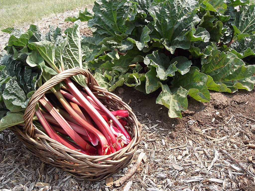 A hard freeze causes unmistakable damage to rhubarb and renders it inedible. (Photo: RhubarbFarmer CC By-SA 3.0 via Wikimedia Commons)