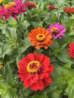 Great for pollinators, zinnias like hot, dry weather and full sun. (NDSU photo)