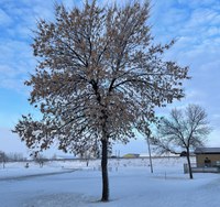 Two uninfested ash trees in Hawley, Minnesota. The tree in the foreground is female, the one in the back is a male. (NDSU photo)