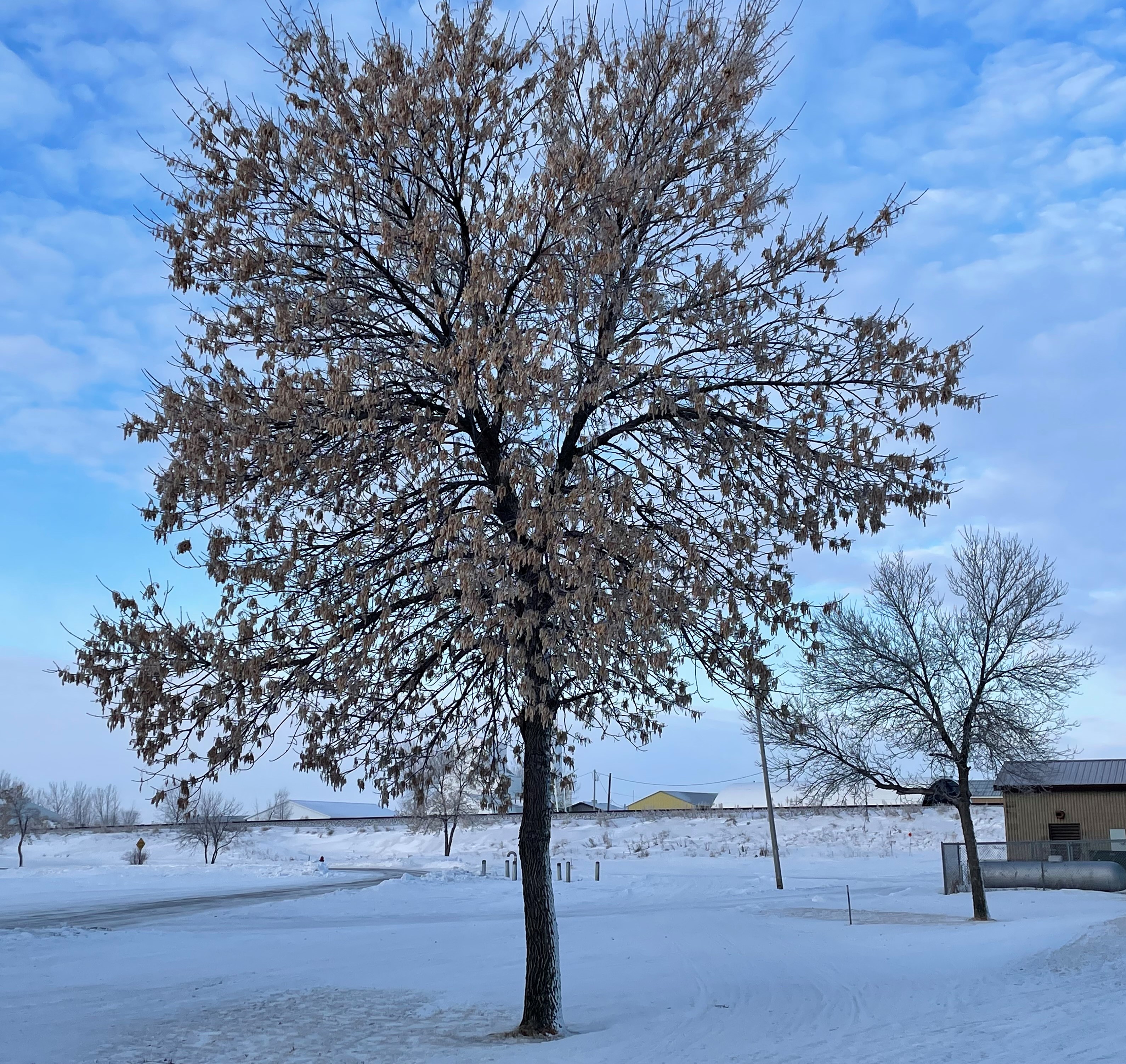 Two uninfested ash trees in Hawley, Minnesota. The tree in the foreground is female, the one in the back is a male. (NDSU photo)