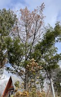 The main leader of this pine tree is dead, so it is time to take it out and replace it with a new tree advises NDSU Extension forester, Joe Zeleznik. (NDSU photo)