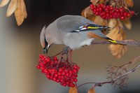 The mountainash tree provides both abundant food and good nesting cover for this waxwing bird. (Flickr photo by Keith Williams)
