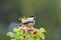 Having birds in your landscape helps lower insect populations and aids in pollination, while bird watching increases your mental health. (Pixabay photo)
