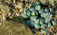 Lithops are a unique-looking, low-maintenance succulent perfect for the gardener looking for something new. (Pixabay photo)