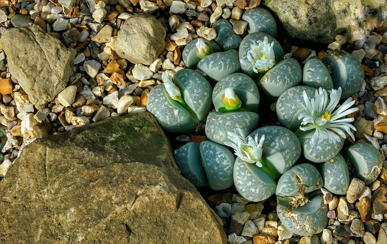 Lithops are a unique-looking, low-maintenance succulent perfect for the gardener looking for something new. (Pixabay photo)