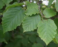 The leaves of this American hazelnut tree are busily making sugar during the growing season. (NDSU photo)