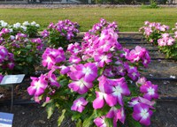 Catharanthus cultivar, Mega Bloom Orchid Halo, will light up the mid-summer garden with its beautiful color. (NDSU photo)