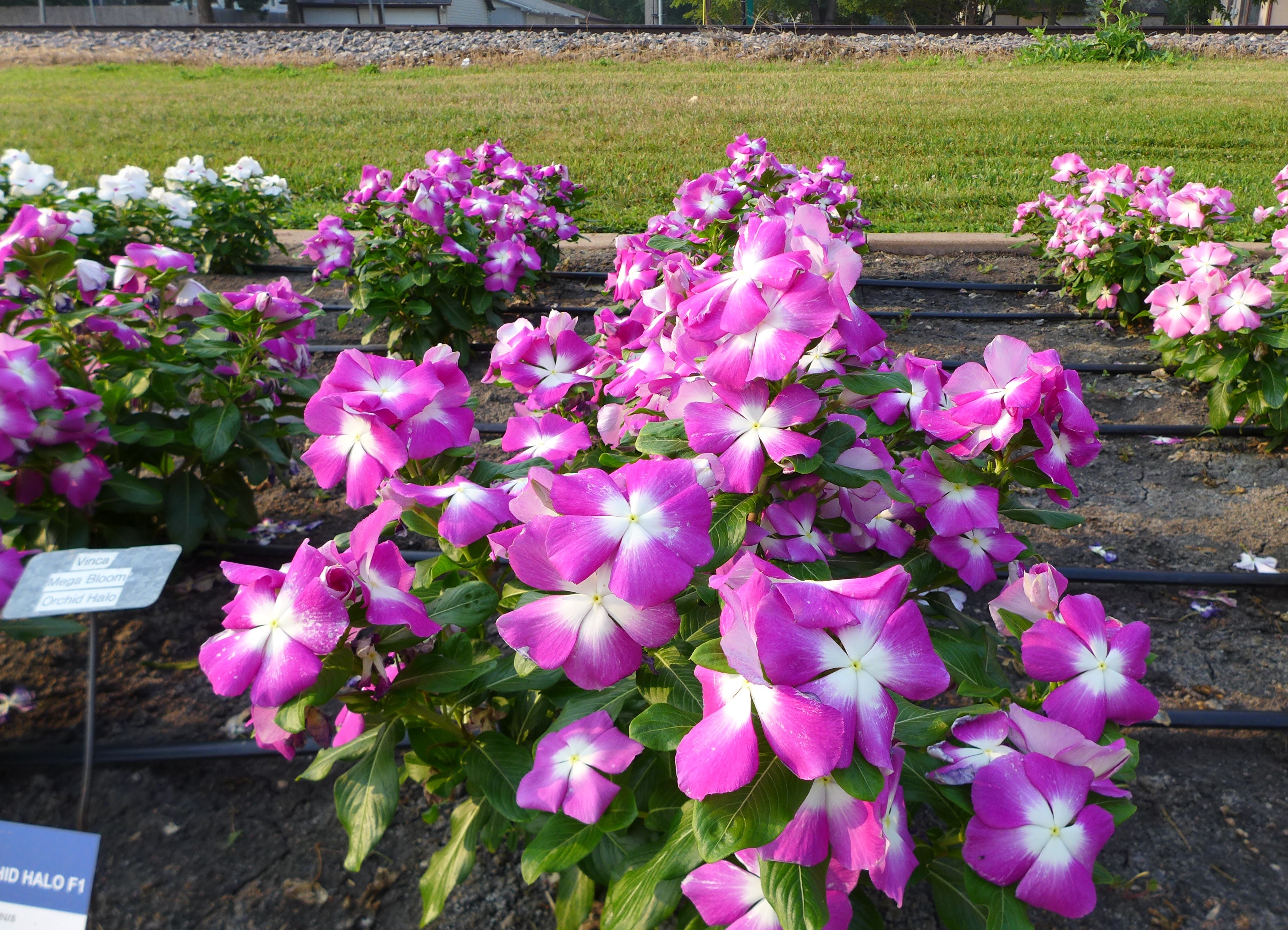 Catharanthus cultivar, Mega Bloom Orchid Halo, will light up the mid-summer garden with its beautiful color. (NDSU photo)