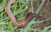 Homeowners can take steps to manage lawn damage from earthworms but the first step is to make sure that earthworms are the issue. (Photo by Joseph Berger, Bugwood.org)
