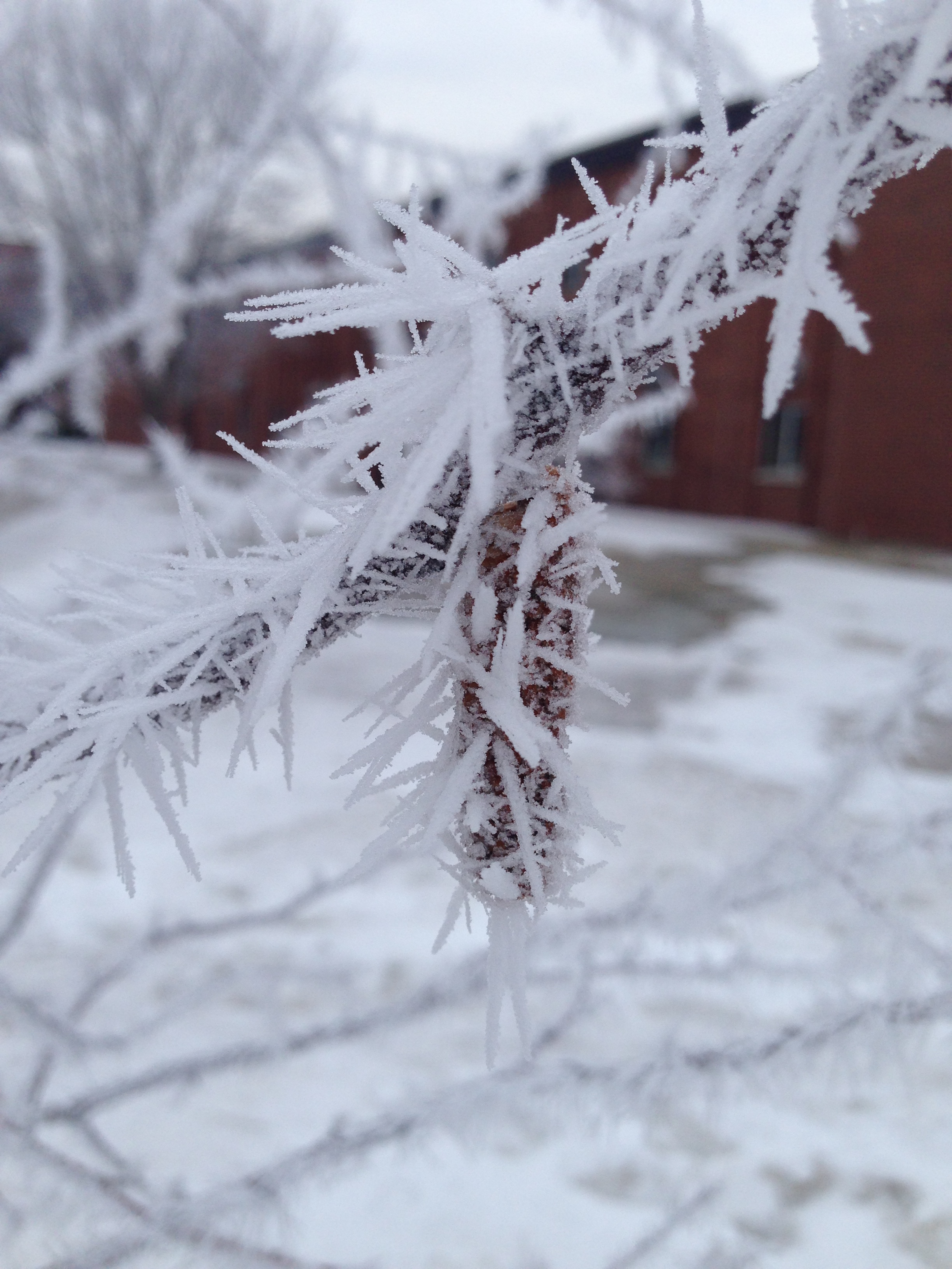 March is a great time to prune trees while they are still dormant. (NDSU photo)