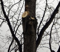 Though the branch was relatively large and should have been pruned when it was smaller, this is the correct pruning wound on a sugar maple tree. (NDSU photo)