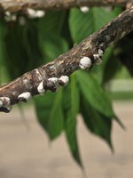 Cottony maple scale start to grow in May as temperatures warm and become noticeable in mid-June. (NDSU photo)