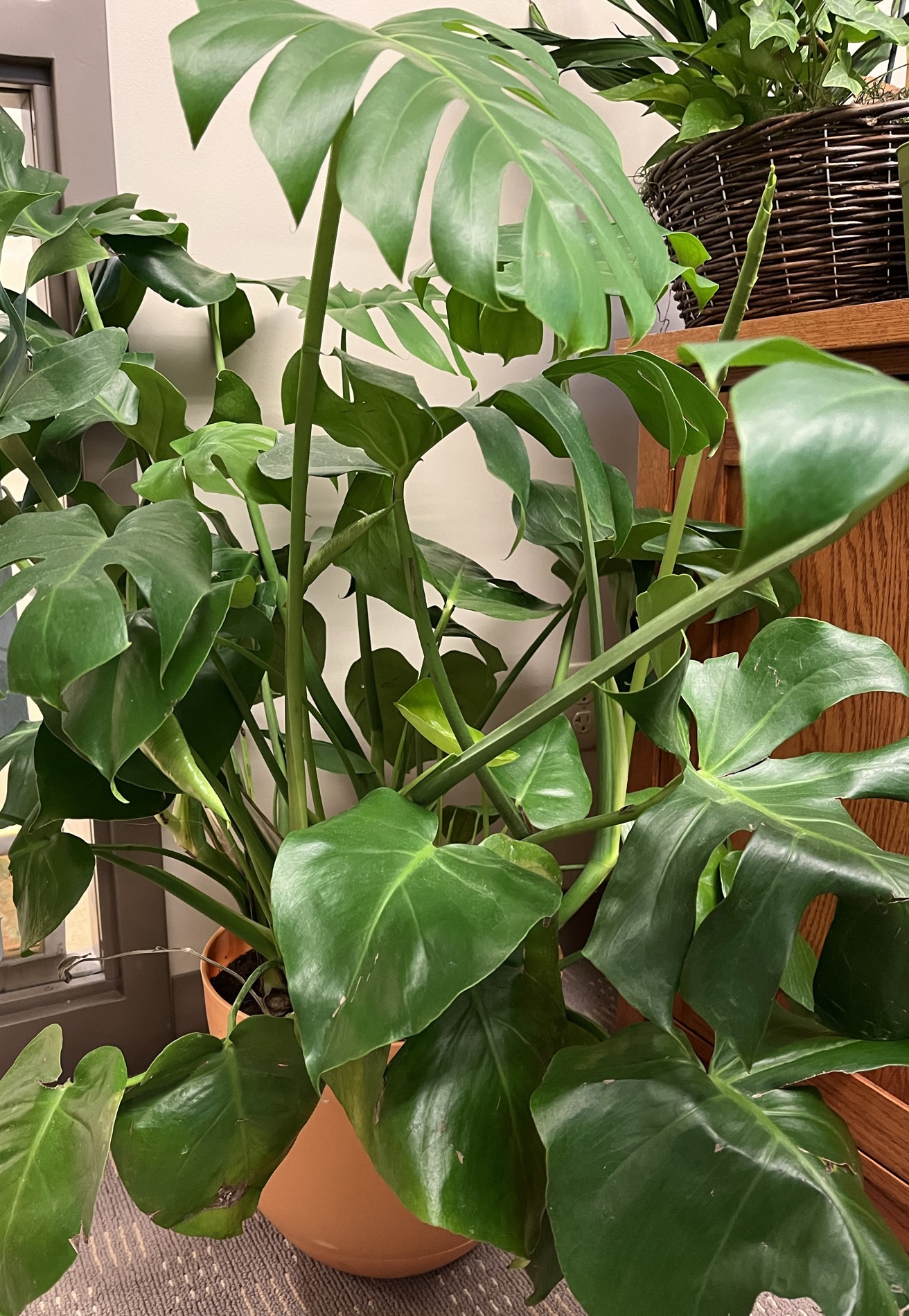 With the right care, a monstera plant can be a fun indoor addition for houseplant enthusiasts. (NDSU photo)