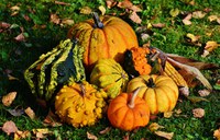 Though the focus is generally on pumpkins through the fall season, gourds also should be able to share the spotlight. (Pixabay photo)