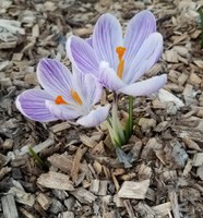 Preserving moisture, controlling weeds and reducing erosion are a few of the benefits of adding mulch to your garden. (Pixabay photo)