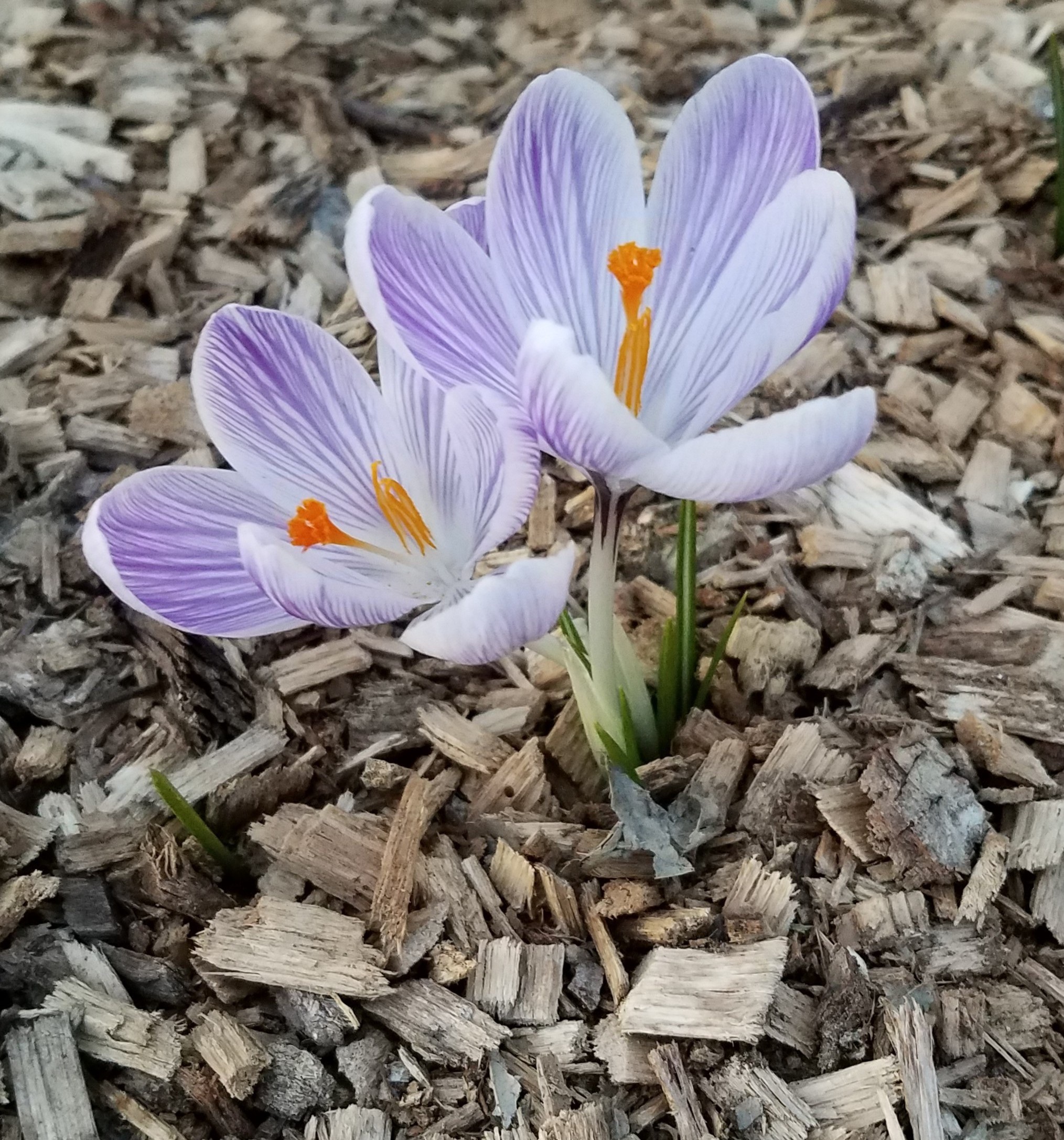 Preserving moisture, controlling weeds and reducing erosion are a few of the benefits of adding mulch to your garden. (Pixabay photo)