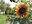 According to the U.S. Department of Agriculture, in 2022, North Dakota ranked No. 1 in the U.S. for production of sunflowers. (NDSU photo)