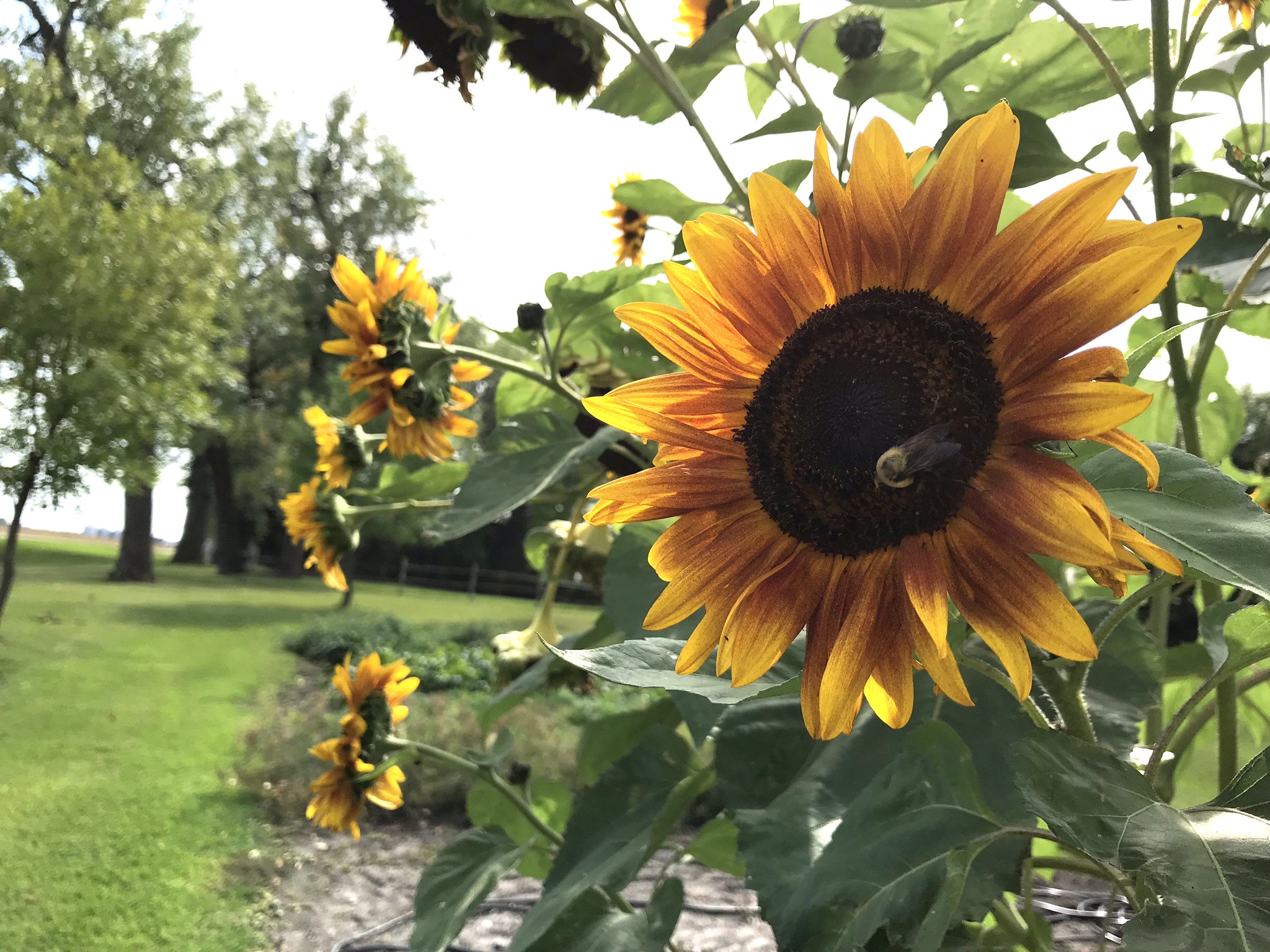 According to the U.S. Department of Agriculture, in 2022, North Dakota ranked No. 1 in the U.S. for production of sunflowers. (NDSU photo)