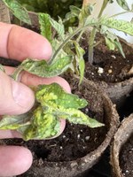 Oedema management strategies include avoiding overwatering, increasing air movement and ventilation, spacing plants, and improving lighting. (NDSU photo)