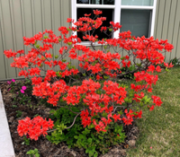 Fireflare Orange azalea, a popular new release from NDSU's Woody Plant Improvement Program, is well-suited for alkaline soils. (NDSU photo)