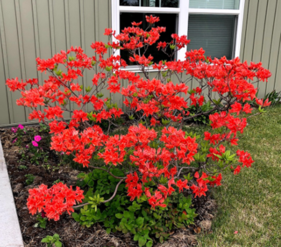 Fireflare Orange azalea, a popular new release from NDSU's Woody Plant Improvement Program, is well-suited for alkaline soils. (NDSU photo)