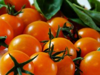 The Sun Gold variety of orange cherry tomatoes has been a favorite of North Dakota gardeners in past years. (Flickr photo by Linda in Fortuna)