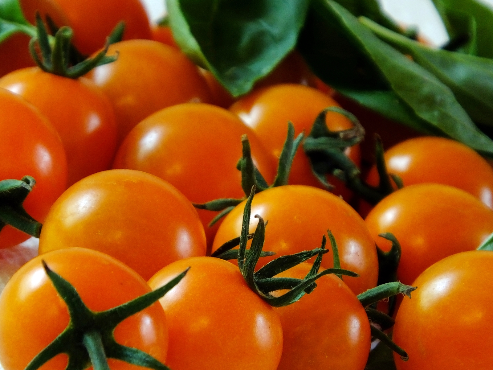 The Sun Gold variety of orange cherry tomatoes has been a favorite of North Dakota gardeners in past years. (Flickr photo by Linda in Fortuna)