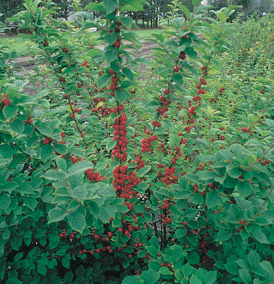 Non-timber forest products can include firewood and wild-harvested foods, such as Nanking cherries. (NDSU photo)