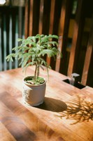 With proper care and occasional repotting, a Norfolk pine will last as a houseplant for many years. (Pexels photo)