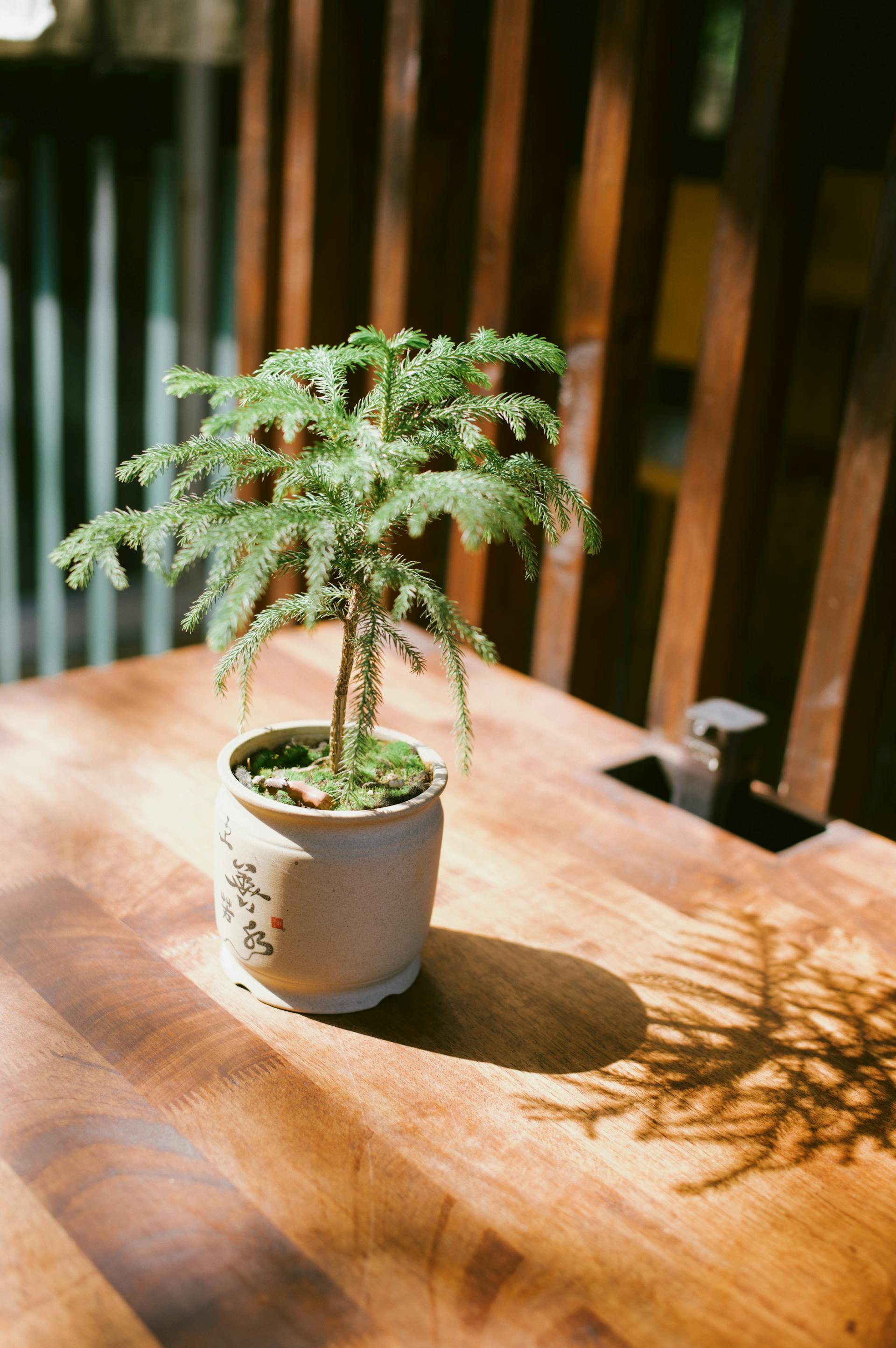 With proper care and occasional repotting, a Norfolk pine will last as a houseplant for many years. (Pexels photo)