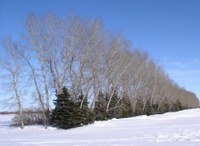 More than 40+ trees, shrubs and half-shrubs are native to North Dakota. (NDSU photo)