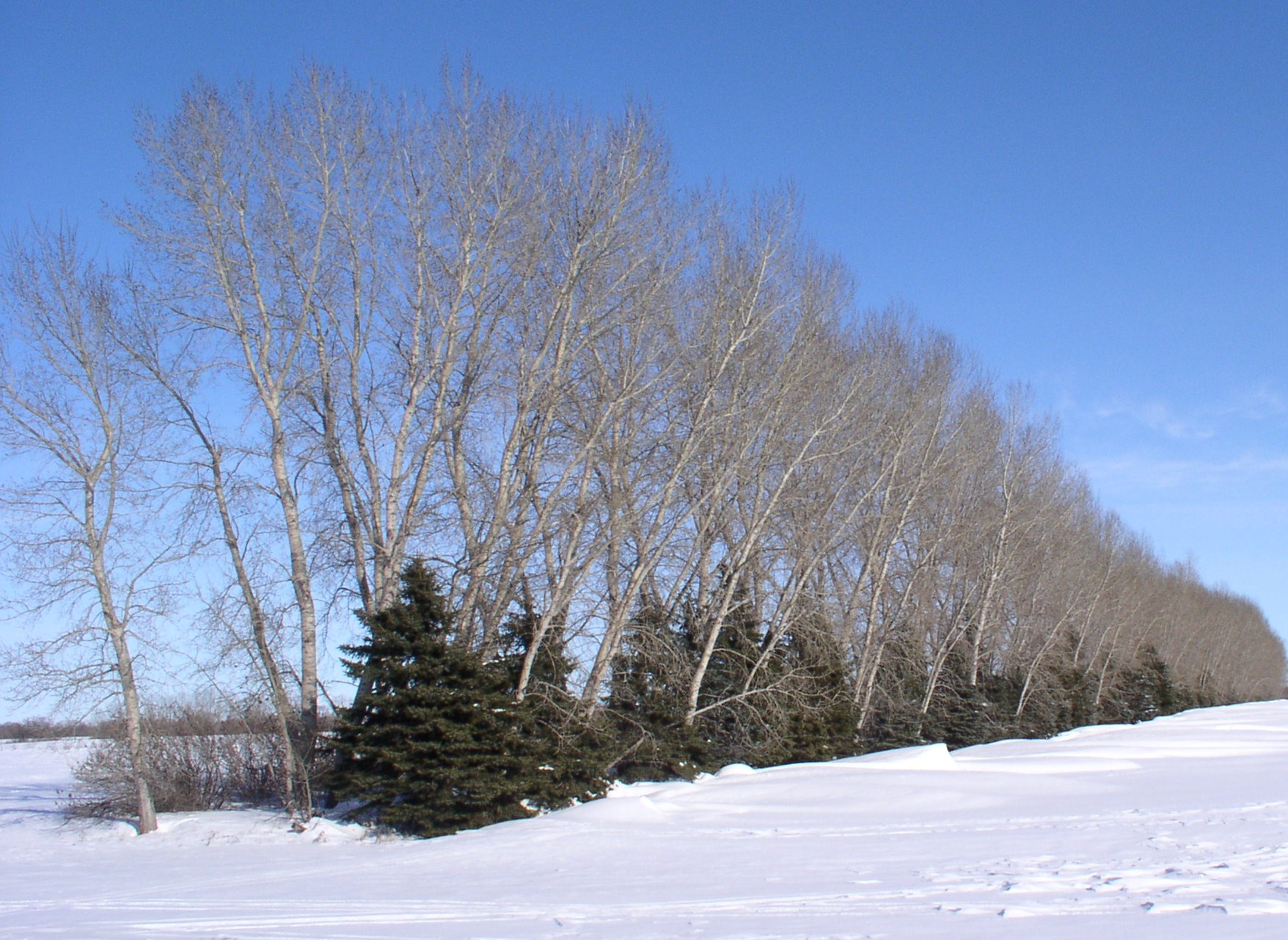 More than 40+ trees, shrubs and half-shrubs are native to North Dakota. (NDSU photo)