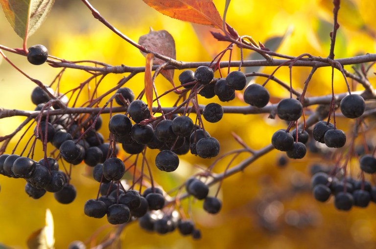 Aronia is North Dakota's leading fruit crop. (Photo courtesy of Bailey Nurseries Inc.)