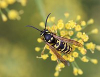 Yellowjackets have smooth bodies with few hairs compared to bees. (Photo by Whitney Cranshaw, Colorado State University, Bugwood.org)
