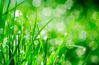 Fall is the best season to fertilize, sow seed and control weeds in your lawn. (Flickr photo by Sergiu Bacioiu)