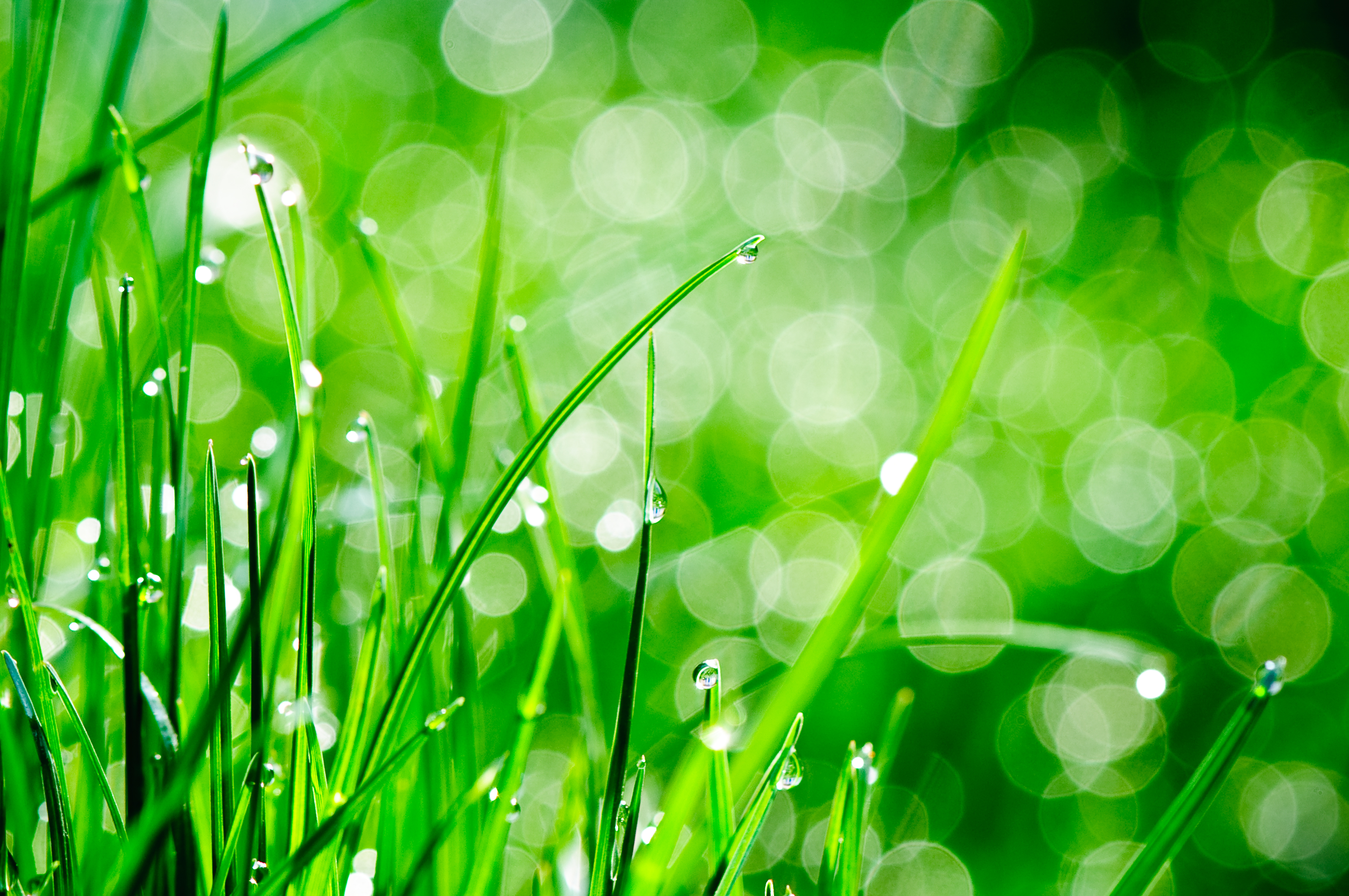 Fall is the best season to fertilize, sow seed and control weeds in your lawn. (Flickr photo by Sergiu Bacioiu)