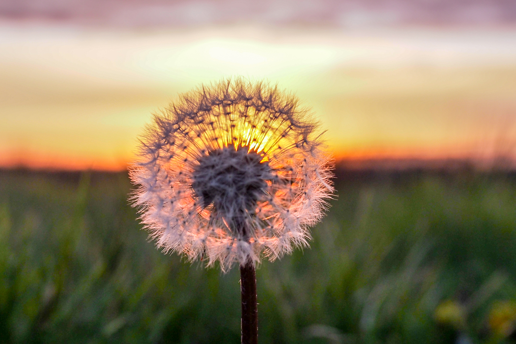 The secret to killing perennial weeds such as dandelions and thistles is to get the herbicide down into their roots. (Photo by Martijn van Sabben, www.flickr.com)