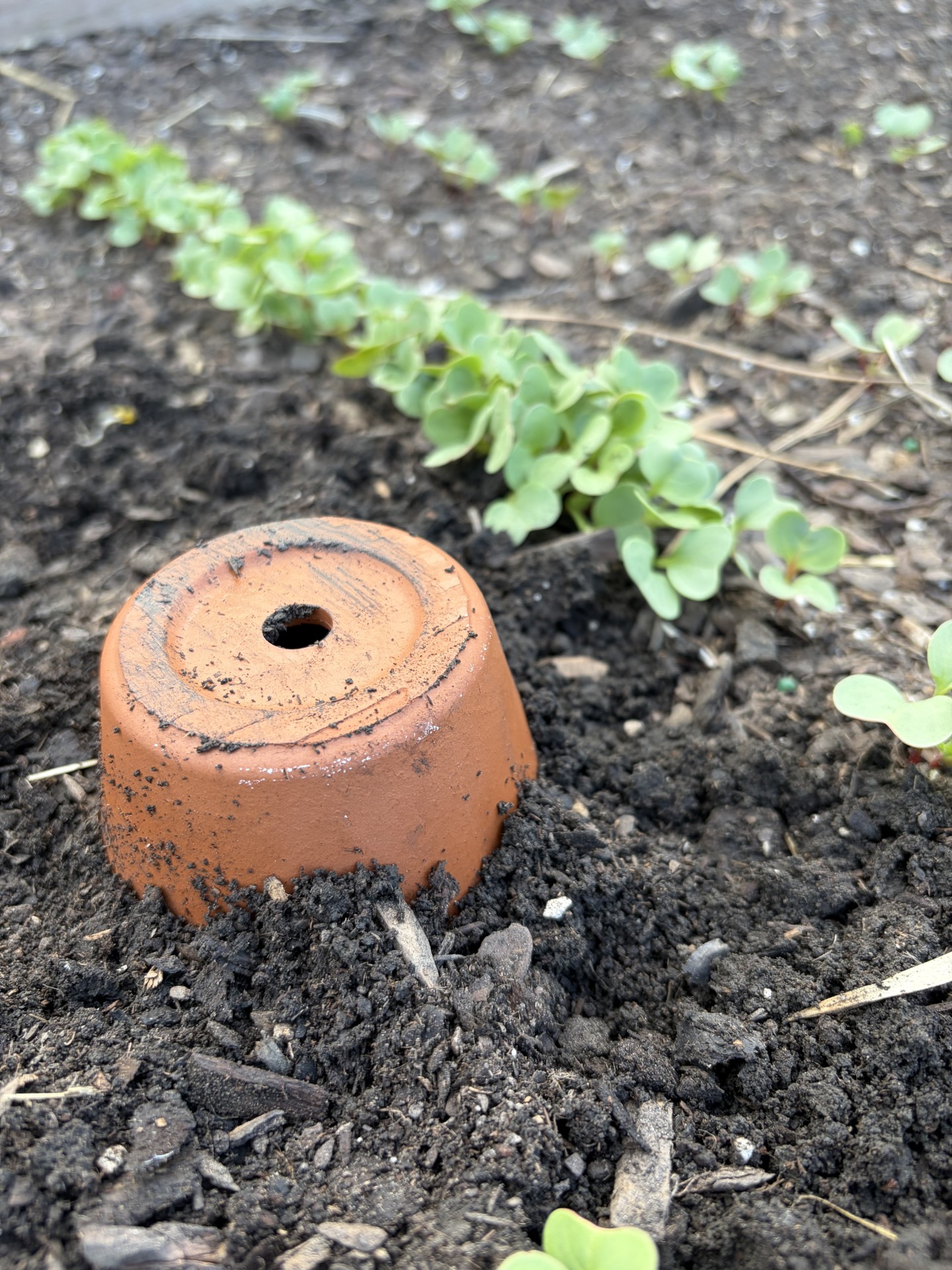 Ollas are a great way to keep elevated beds watered through the summer. (NDSU photo)