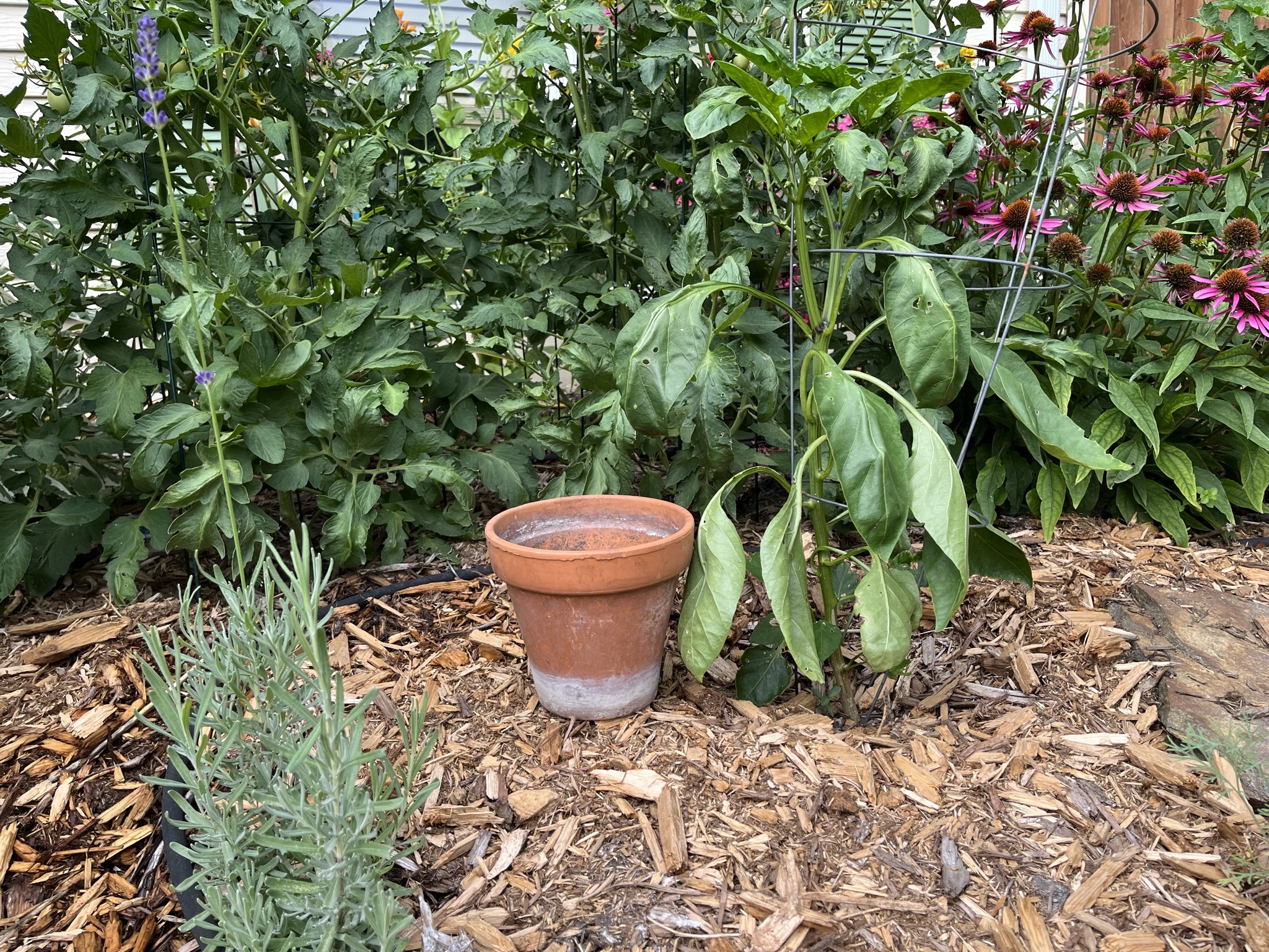 Olla watering is a very old form of irrigation using clay pots that are buried in the soil and filled with water. (NDSU photo)