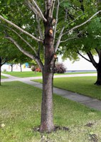The bottom branch was easily reached from the ground but the upper two branches aren't accessible. A pole saw would be perfect for this situation. (NDSU photo)