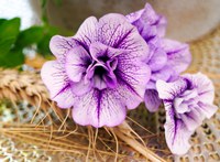There are hundreds of petunia varieties to choose from. (Pixabay photo)