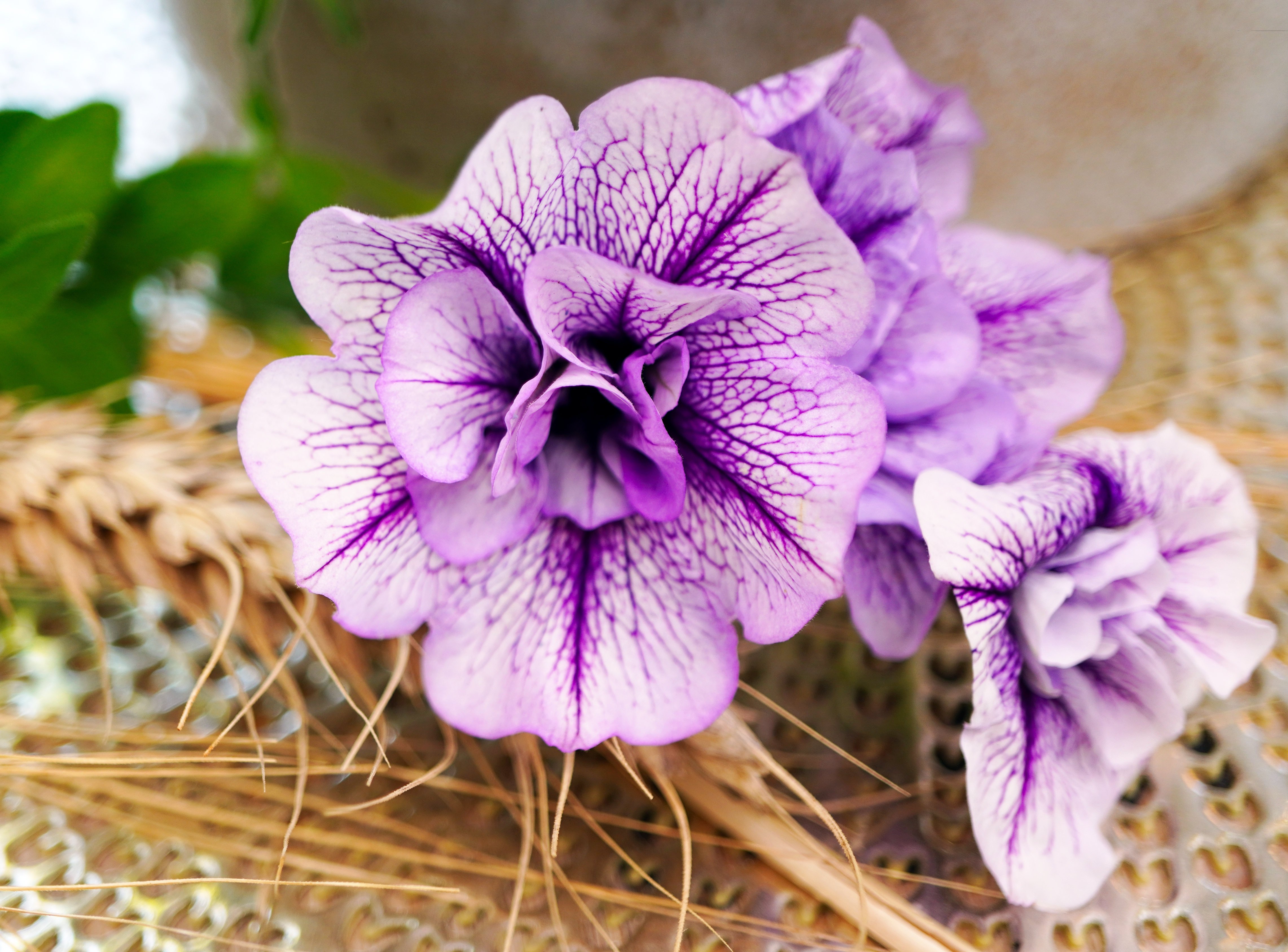There are hundreds of petunia varieties to choose from. (Pixabay photo)