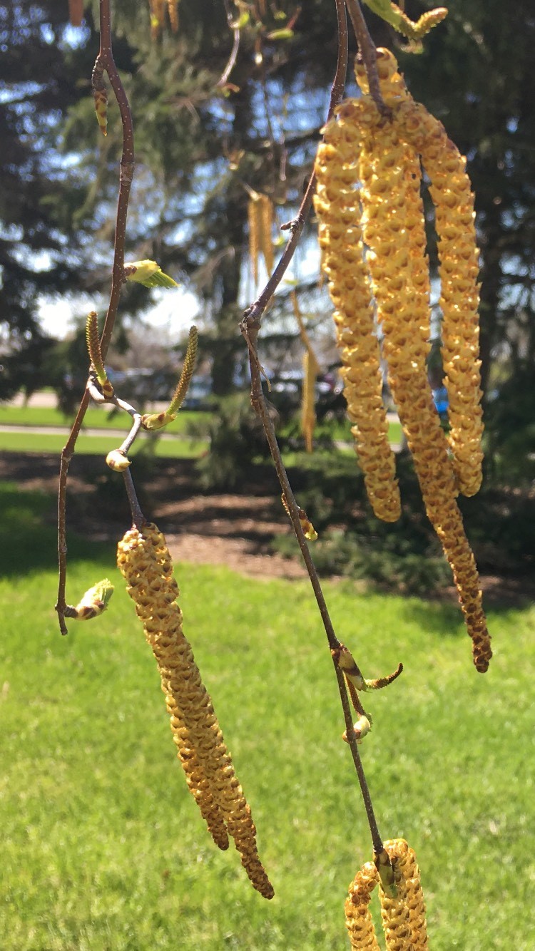 Some tree species break bud before others, consistently from one year to the next. (NDSU photo)