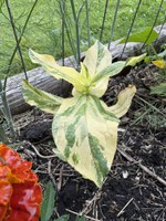 Variegated plants add texture and color to our gardens and create focal points. (NDSU photo)