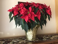 Even if you have a green thumb, poinsettias will drop their flowers and the colorful bracts will fade by spring. (NDSU photo)