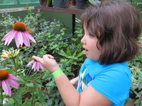 A pollinator garden that attracts butterflies and bees can create a sense of wonder and connect youth with nature. (NDSU photo)