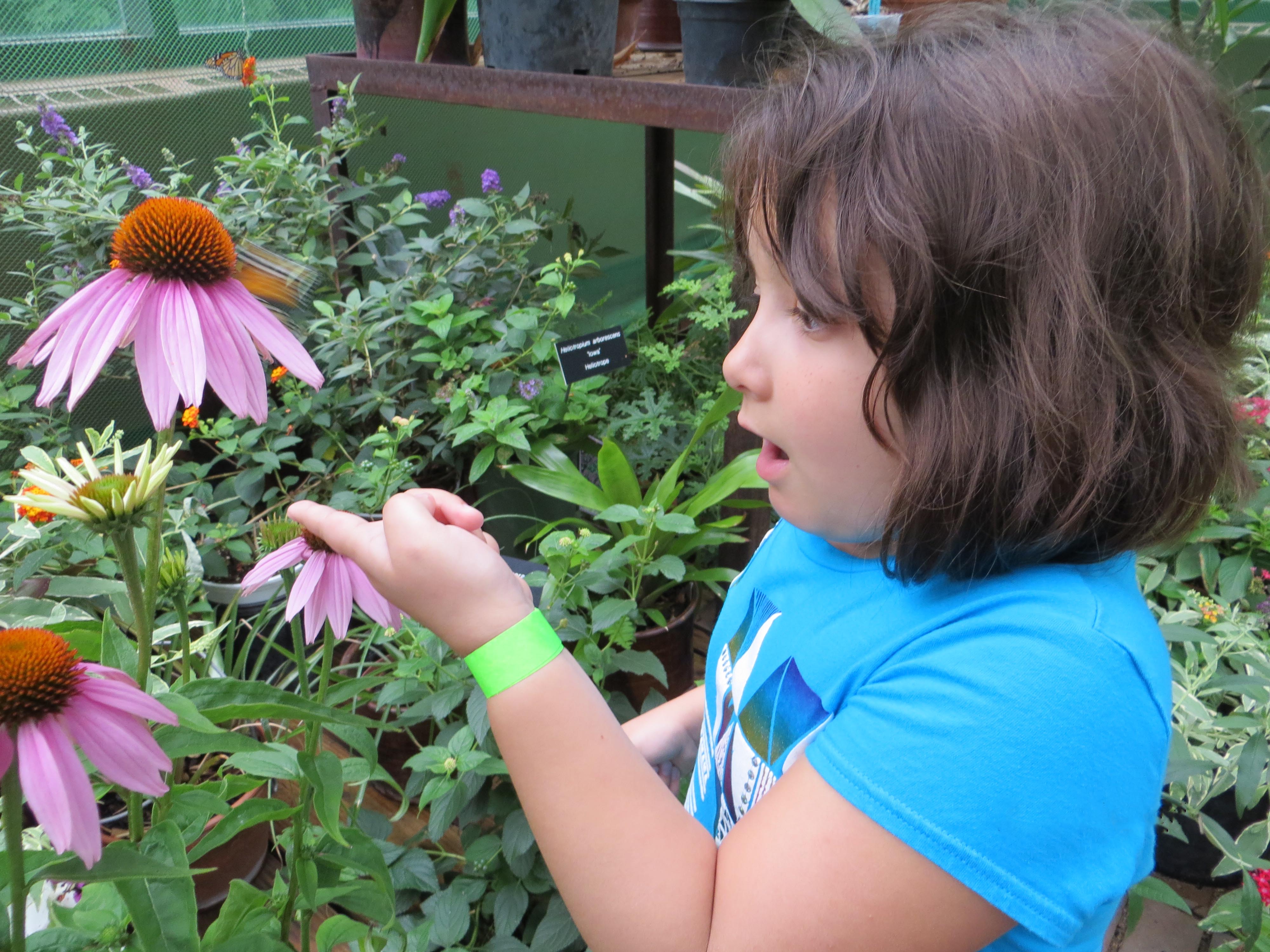 A pollinator garden that attracts butterflies and bees can create a sense of wonder and connect youth with nature. (NDSU photo)