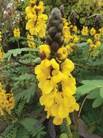 Popcorn cassia makes a great pollinator plant and its buttery popcorn smell is a unique sensory feature. (Flickr photo: Annie's Annuals and Perennials)
