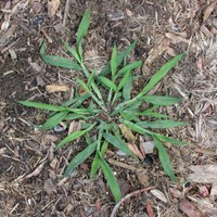 Crabgrass is an annual weed with a wide leaf that can look unattractive to homeowners wanting a uniform-textured lawn. (NDSU photo)