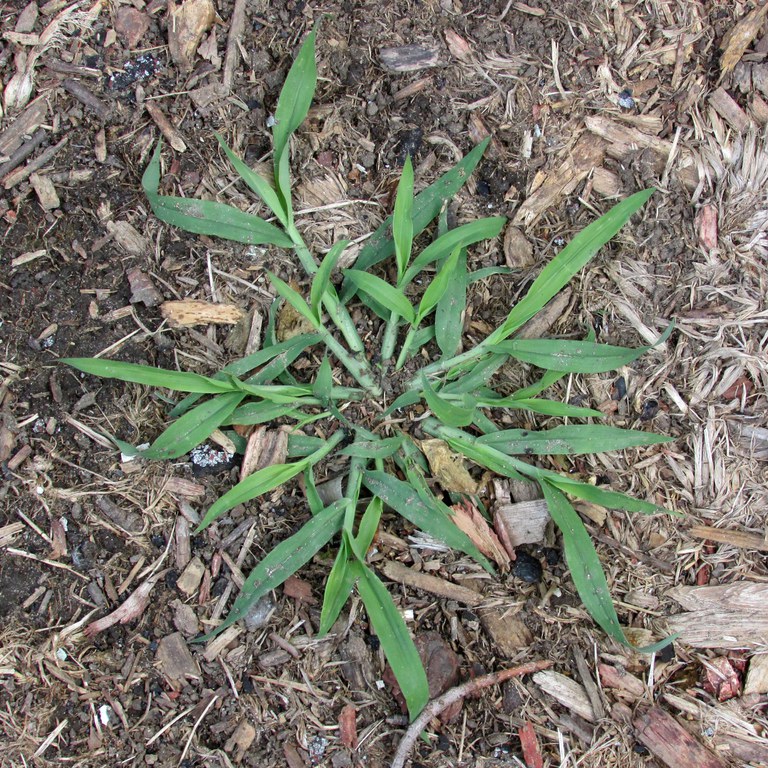 Crabgrass is an annual weed with a wide leaf that can look unattractive to homeowners wanting a uniform-textured lawn. (NDSU photo)